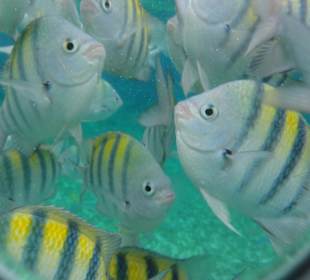 Fische beim Schnorcheln hautnah