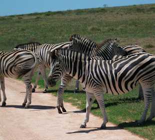 Achtung Zebrastreifen