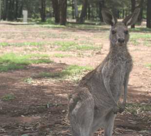 Warrumbungle Nt. Park