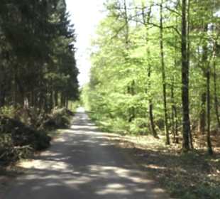 Waldlehrpfad an der Lauter