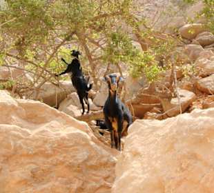 Offensichtlich einzige Bewohner