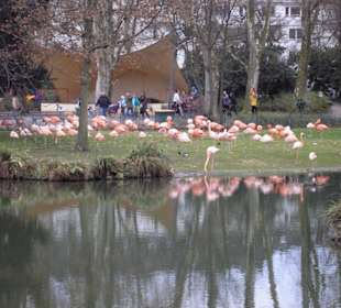 Flamingos am See