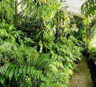 Das Farnhaus im Botanischen Garten