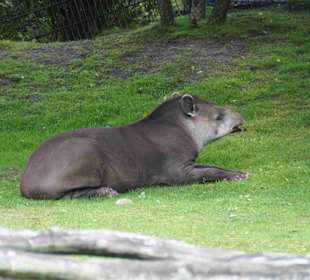 Tierpark Hagenbeck