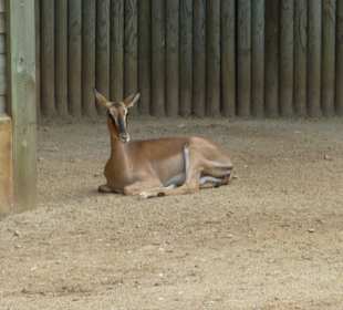 Schwarzfersenantilope