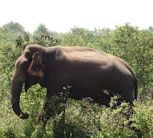 Großer Elefant