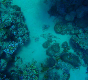 Krokodilsfisch in Abu Dabab