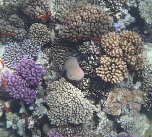 Korallen am Hausrif