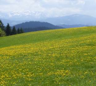 Eindrücke unserer Wanderung am Pfänder