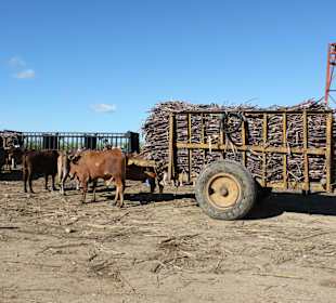 Zuckerrohrverladestelle