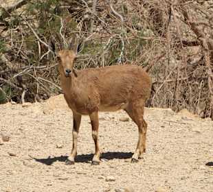 Ibex mom with twins