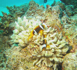 Tauchen bei der DiveConnection über Oototo gebucht