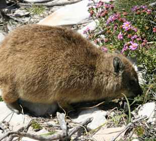 Cape of Good Hope, Rock Dassie