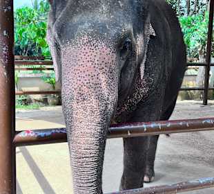 Elefant 