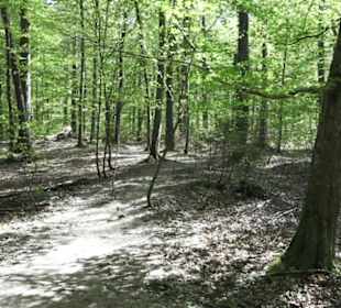 Wanderweg Hochgehwachsen