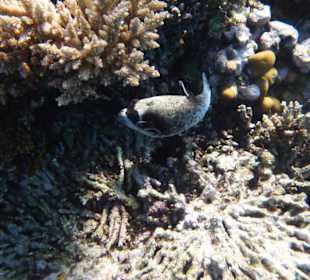 Delfinausflug mit Mo