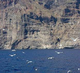 Felsen - Los Gigantes und Möwen