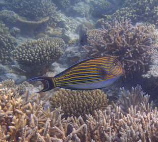 So bunte Fische, alles am Hausriff