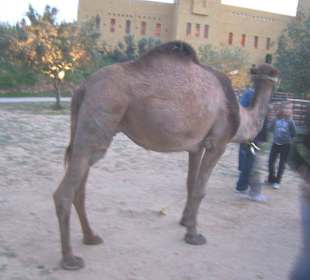 Im Innenhof von Medinat Alzahra