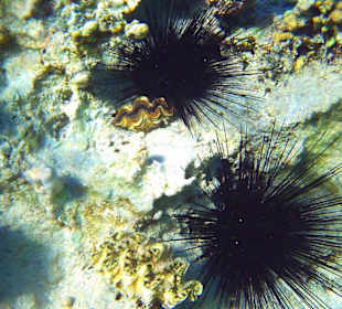 Seeigel am Strand am Hausriff Hotel Radisson SAS El Quseir R