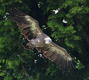 Flugshow Burg Hohenwerfen