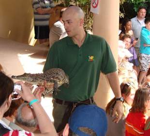 Alligator zum Anfassen