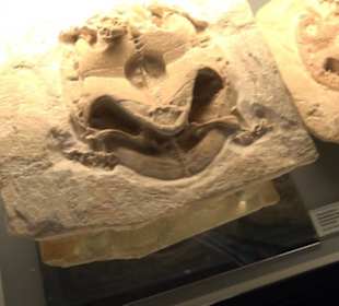 Jura-Museum