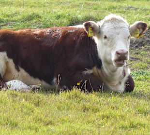 Besuch auf der Wiese