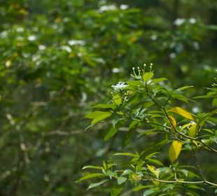 Butterfly Park Kuala Lumpur