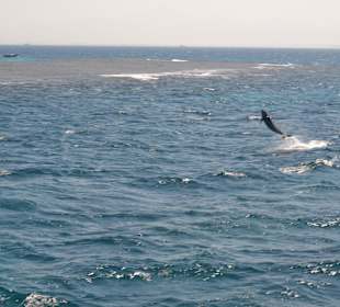 Ausflug mit Mo - springender Delfin