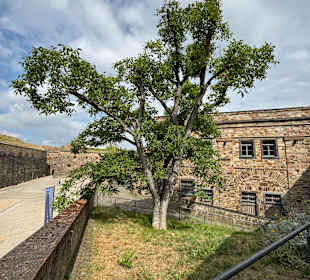 Festung Ehrenbreitstein