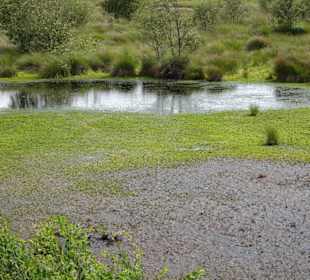 Blick über die Flächen des Goldenstedter Moores