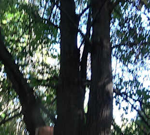 Baumlehrpfad Zollertal