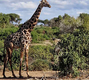 Giraffe nach dem essen