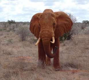 Beim Eingang des Nationalparks die Giganten