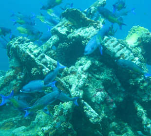 Wracktauchen St. Georges/Grenada