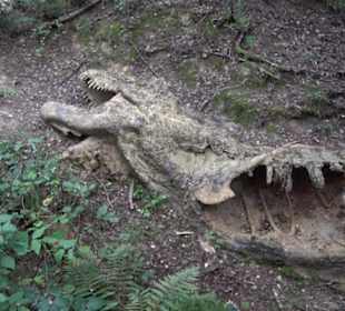 Dinosaurier Museum Altmühltal