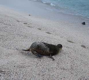 Viele Seelöwen teilweise mit Jungtieren