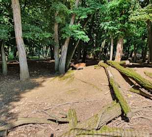 Wildpark Mainz-Gonsenheim