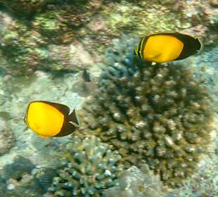 Unterwasserwelt Musandam