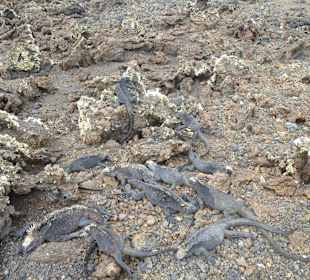 Schwarze Meerexen auf Tintoreas