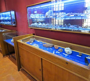 Exponate des Muséum d'histoire naturelle