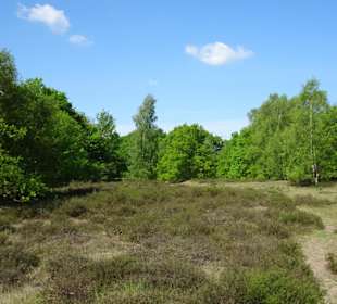 Wanderung durch den Sandtrockenrasen von Achim