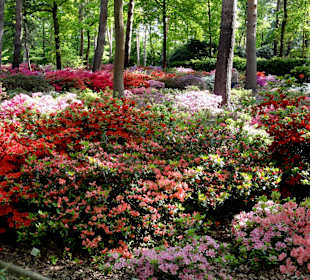 Spaziergang durch den Rhododendronpark im Mai