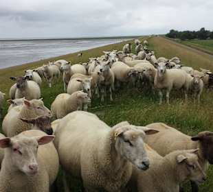 Die Nordsee....Schafe auf dem Deich