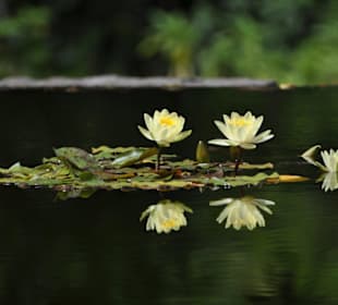 Jardín de Aclimatación de La Orotava