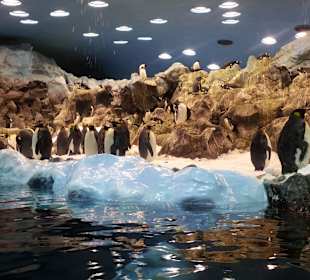 Pinguinarium