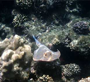 Blaupunktrochen auf dem Riff