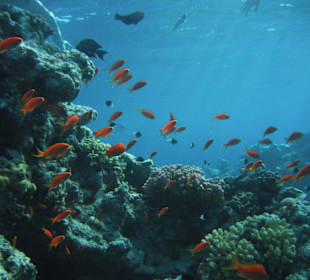 Fish in the Red Sea