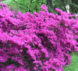 Rhododendron
